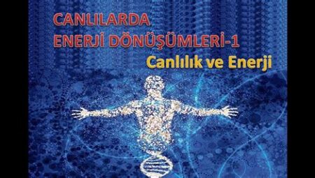 Spor ve Enerji Seviyeleri: Aktif Kalmanın Canlılık, Enerji ve Genel Zindelik Üzerindeki Etkileri