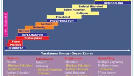 Spor ve İyileşme Süreci: Egzersizin Yaralanma Sonrası Onarım ve Rehabilitasyon Sürecine Katkısı