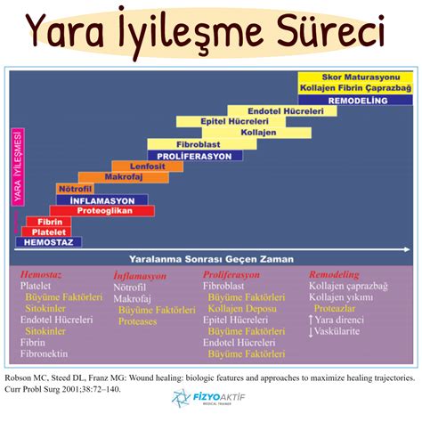 Spor ve İyileşme Süreci: Egzersizin Yaralanma Sonrası Onarım ve Rehabilitasyon Sürecine Katkısı