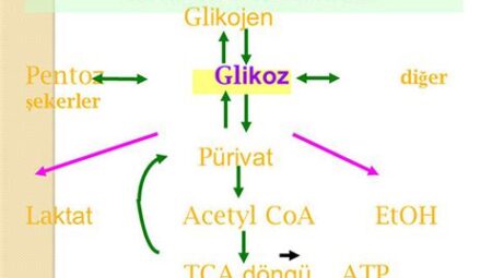 Spor ve Karbonhidrat Metabolizması: Egzersizin Karbonhidrat Alımını Dengeleme ve Kandaki Şeker Seviyesini Kontrol Etme Potansiyeli